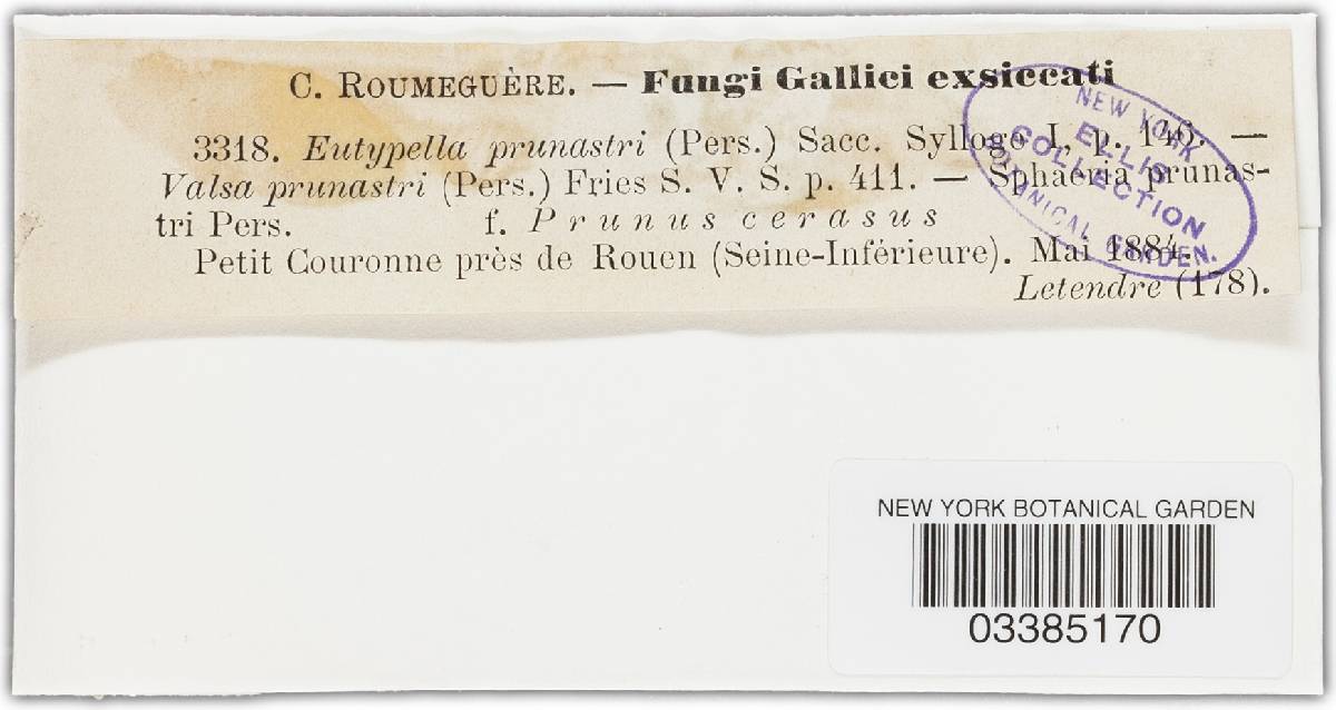 Eutypella prunastri image