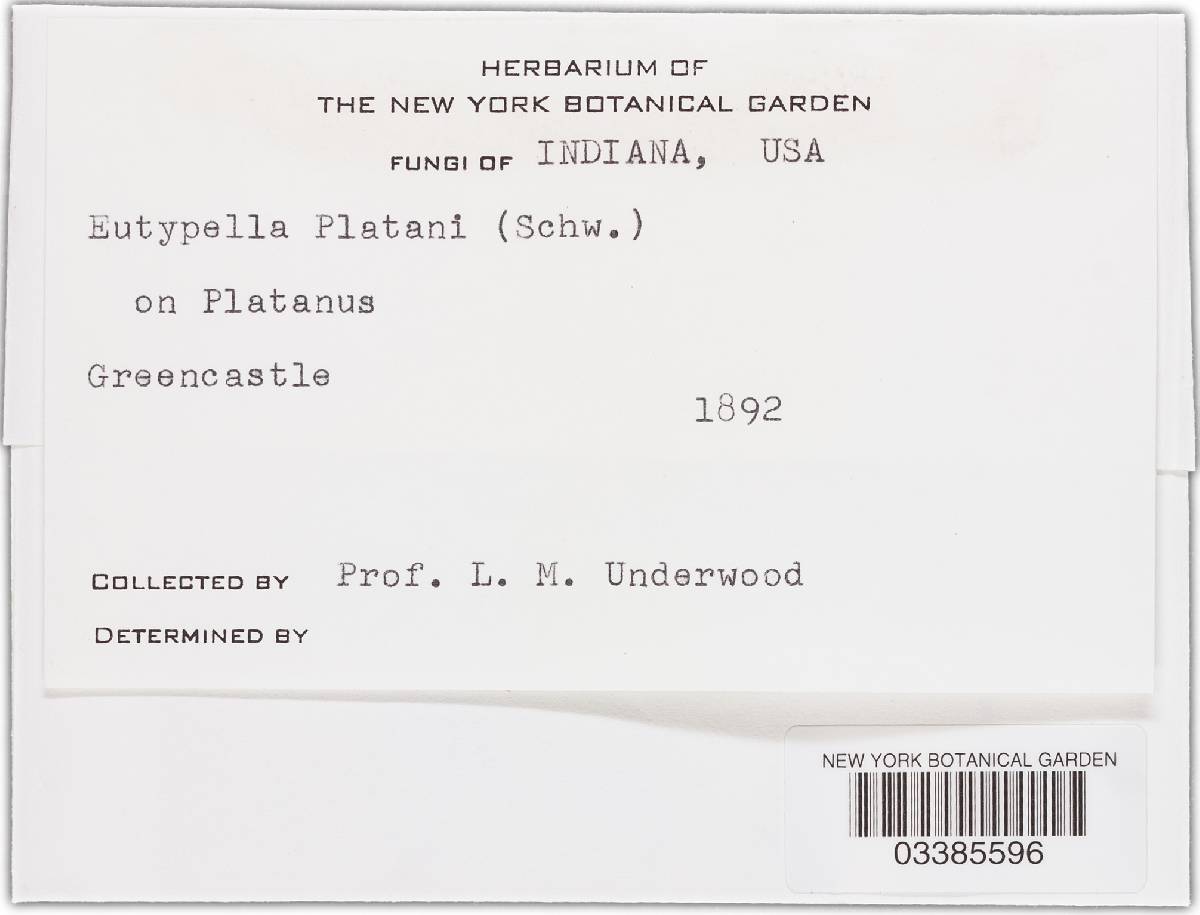 Valsa platani image