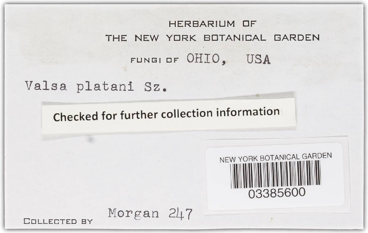 Valsa platani image