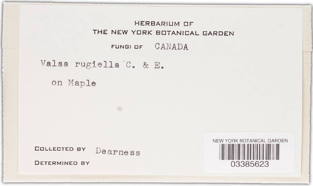 Eutypella rugiella image
