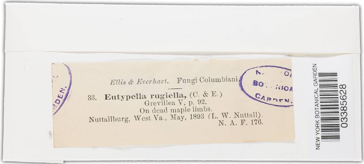 Eutypella rugiella image