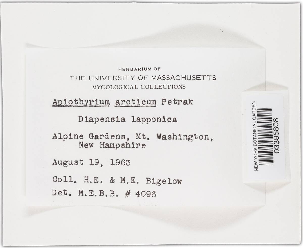 Apiothyrium image