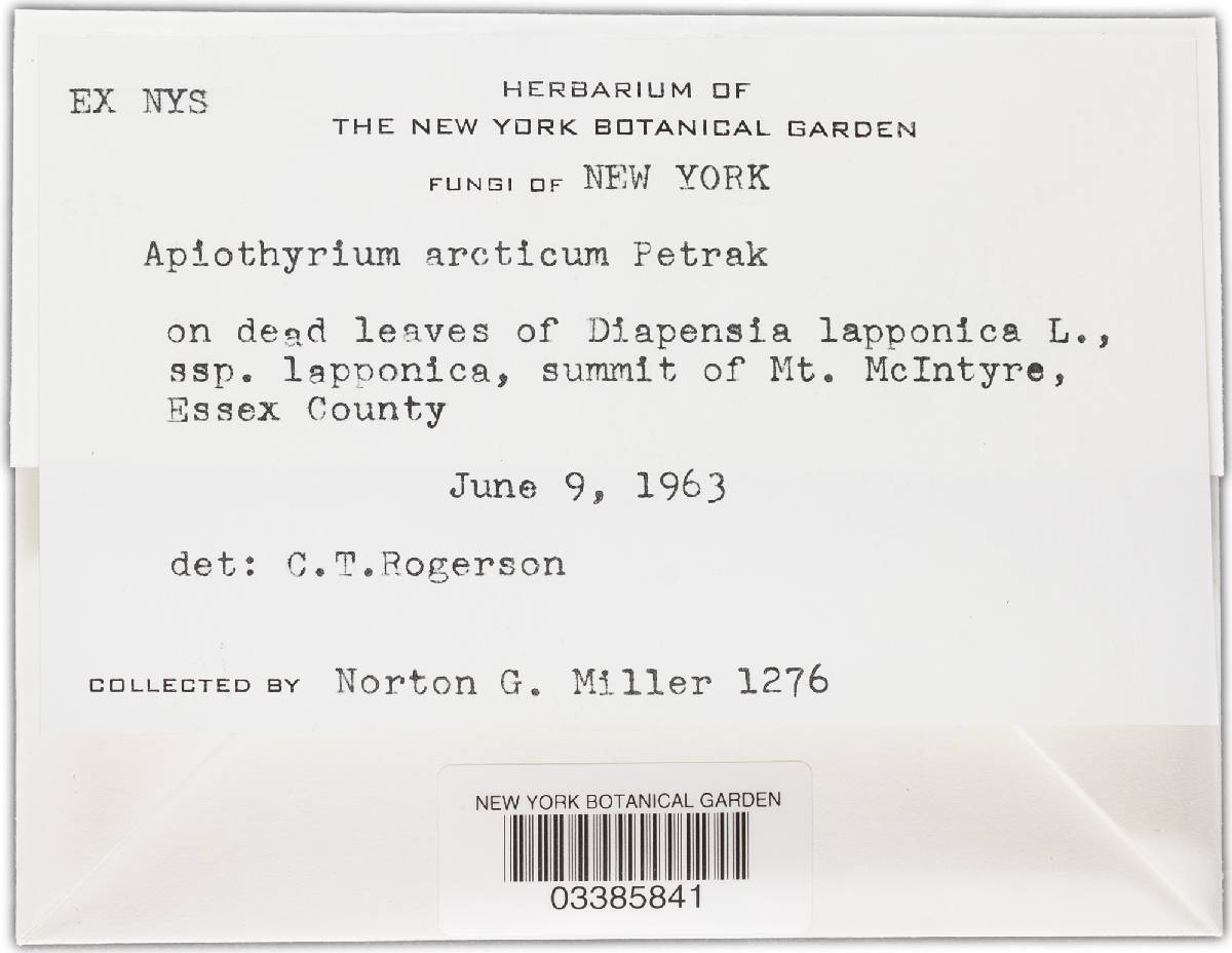 Apiothyrium arcticum image