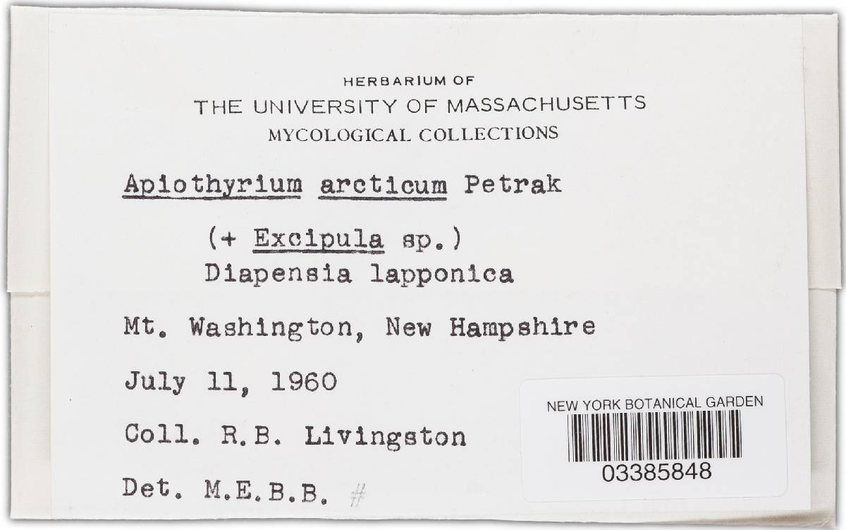 Apiothyrium arcticum image