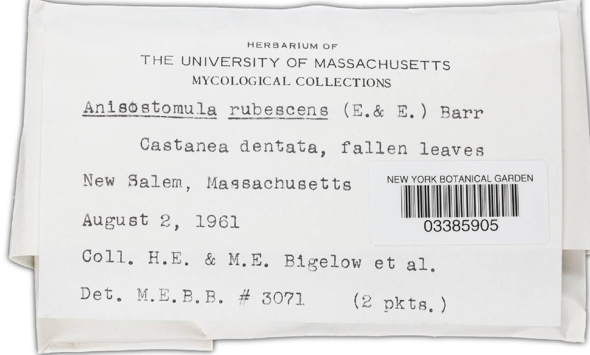 Hyponectria rubescens image