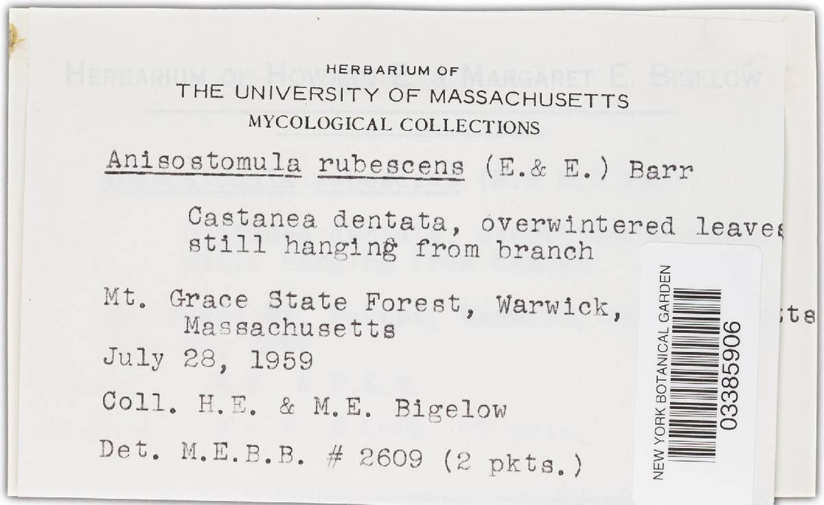 Hyponectria rubescens image