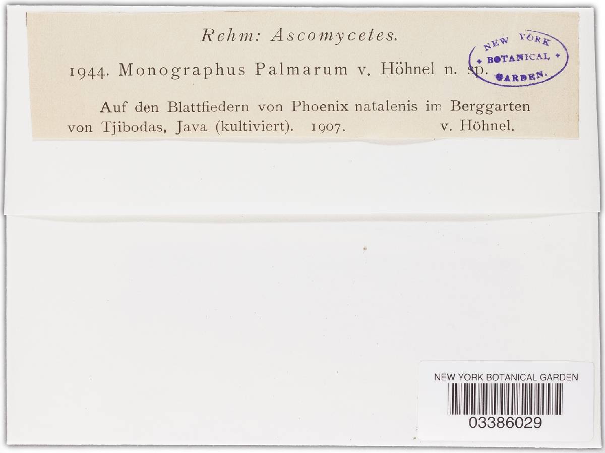 Monographus palmarum image