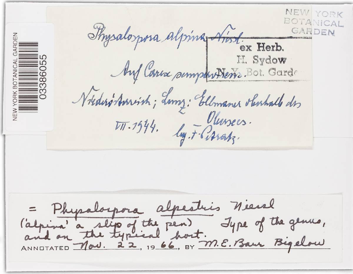 Hyponectriaceae image