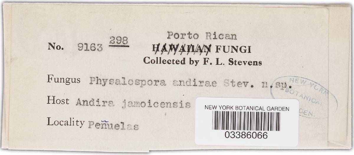 Polystigma pusillum image