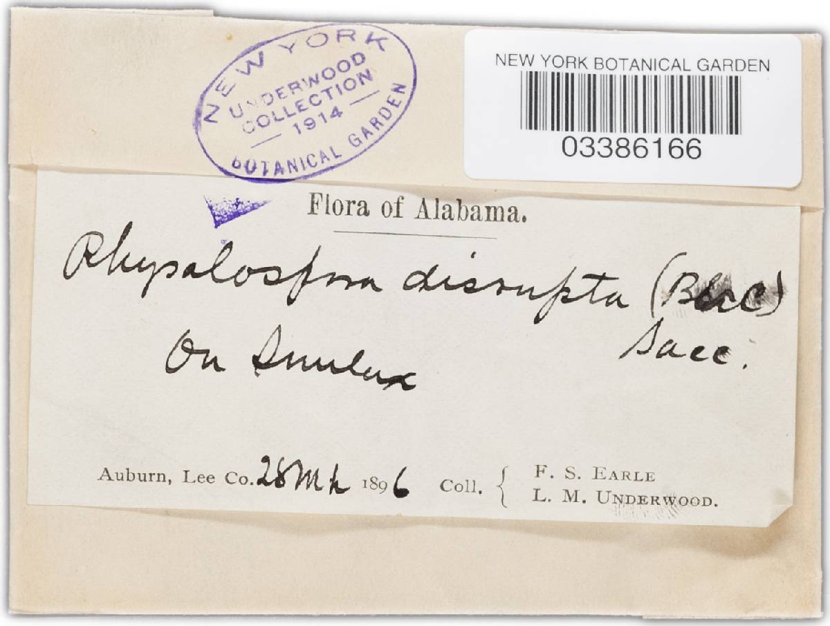 Botryosphaeria disrupta image