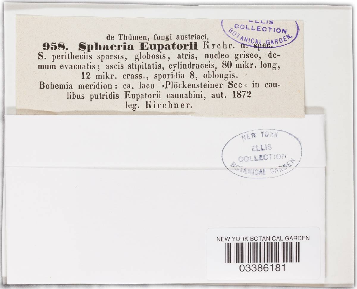 Physalospora eupatorii image