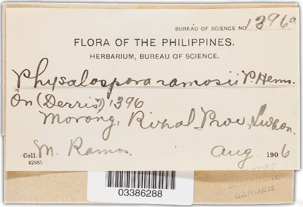 Phyllachora ramosii image