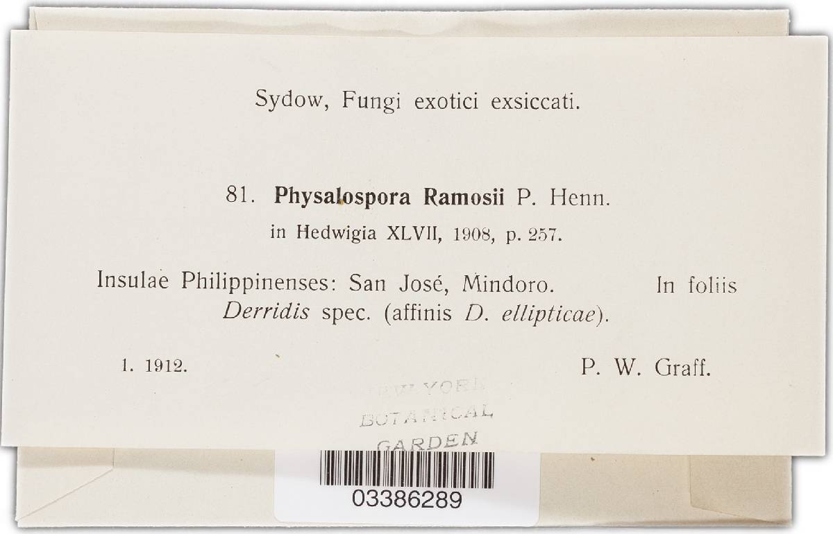 Phyllachora ramosii image