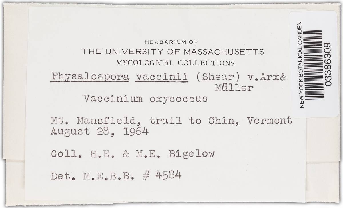 Physalospora vaccinii image