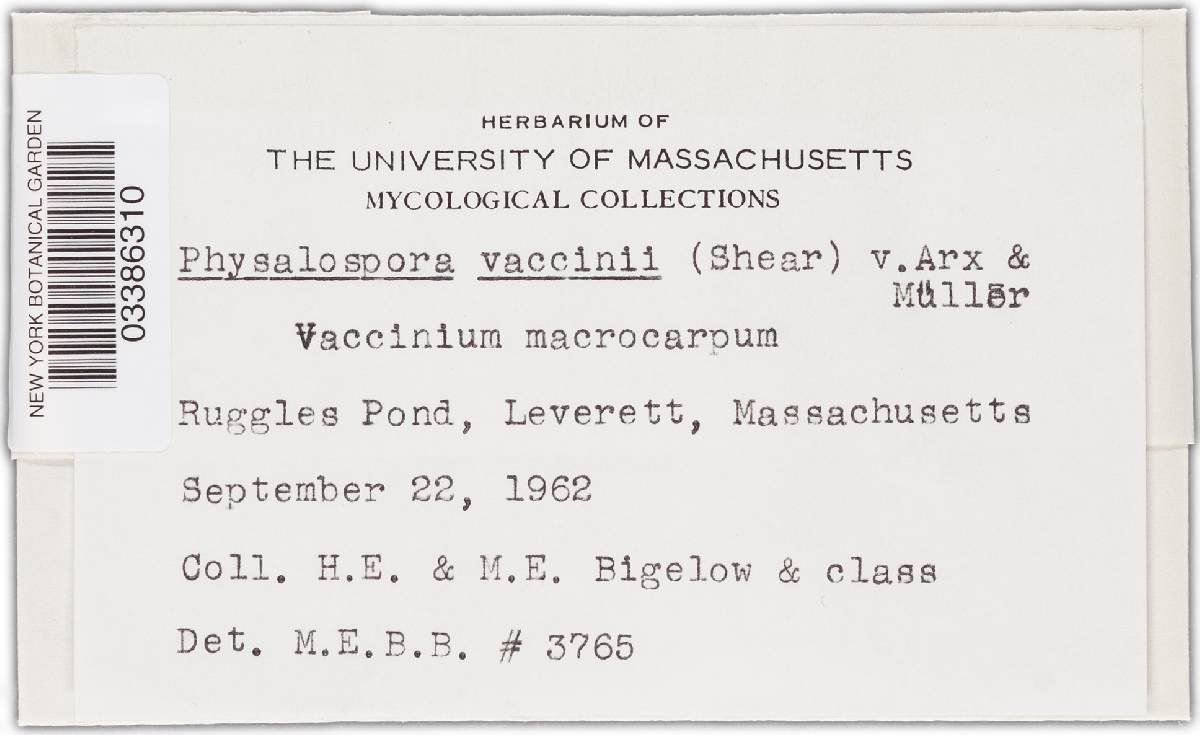 Physalospora vaccinii image