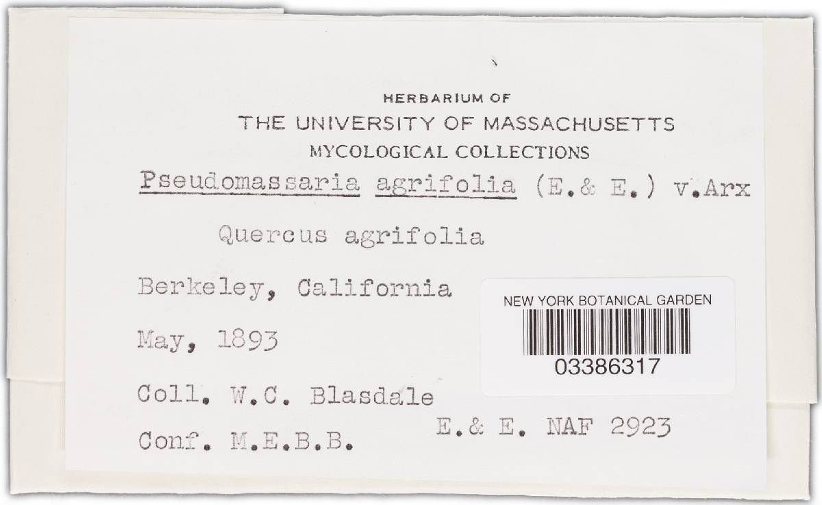 Pseudomassaria agrifolia image