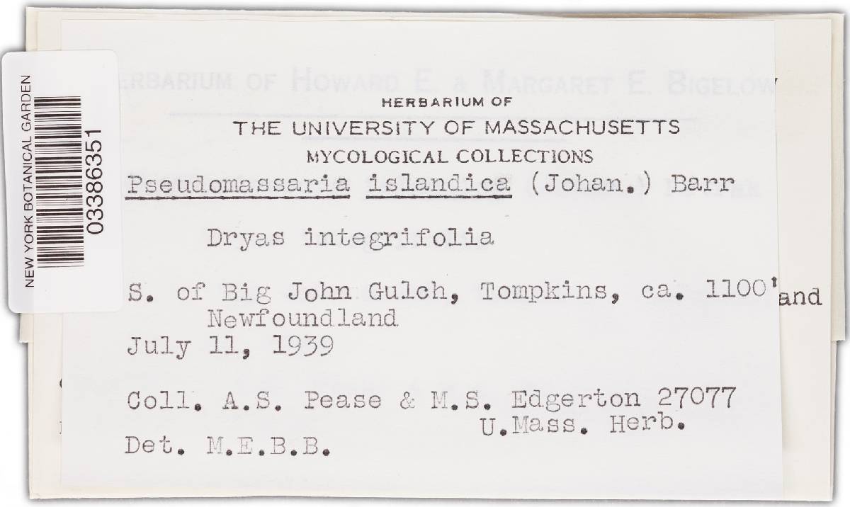 Chaetapiospora islandica image