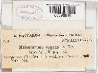 Melogramma vagans image