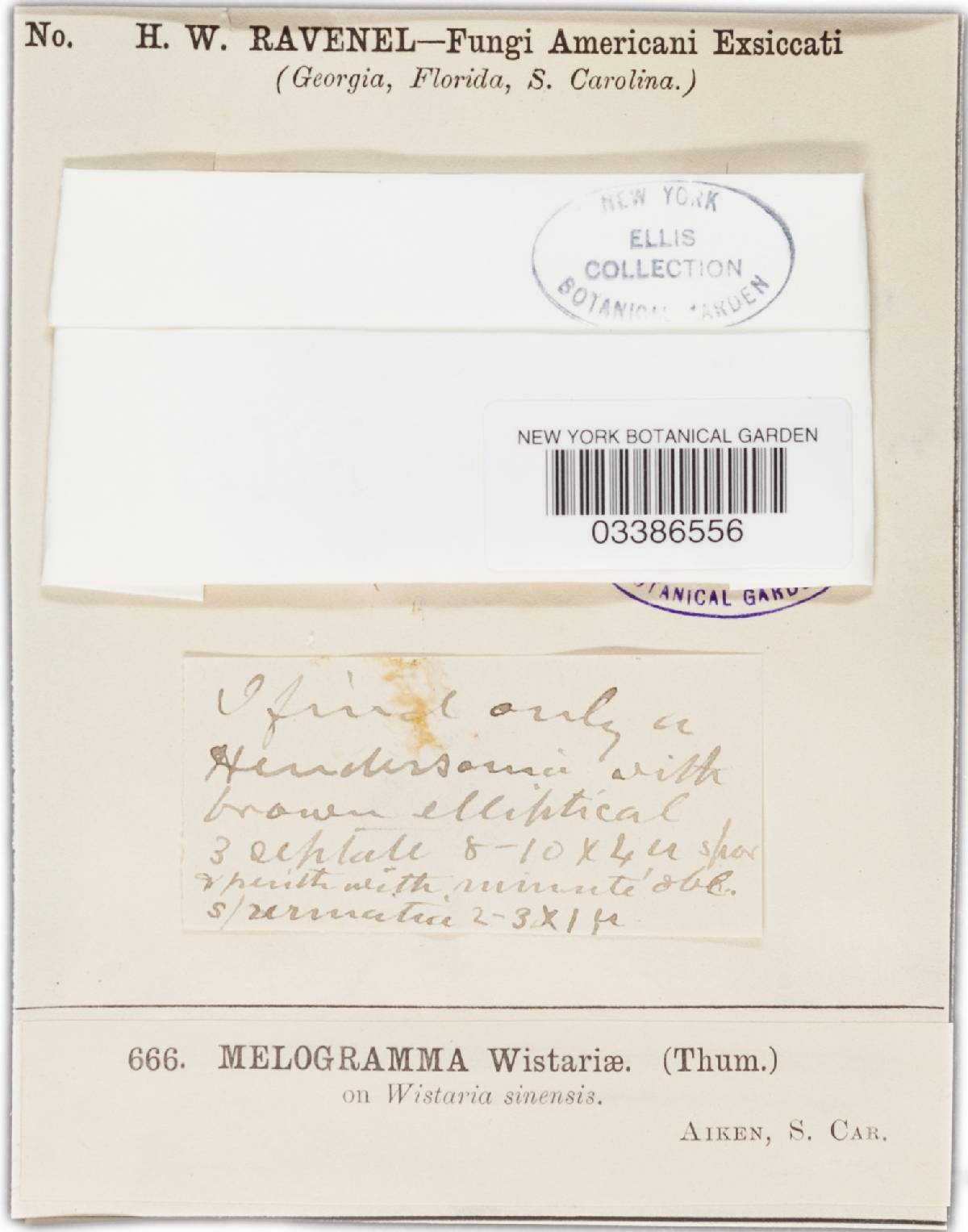 Melanops wisteriae image