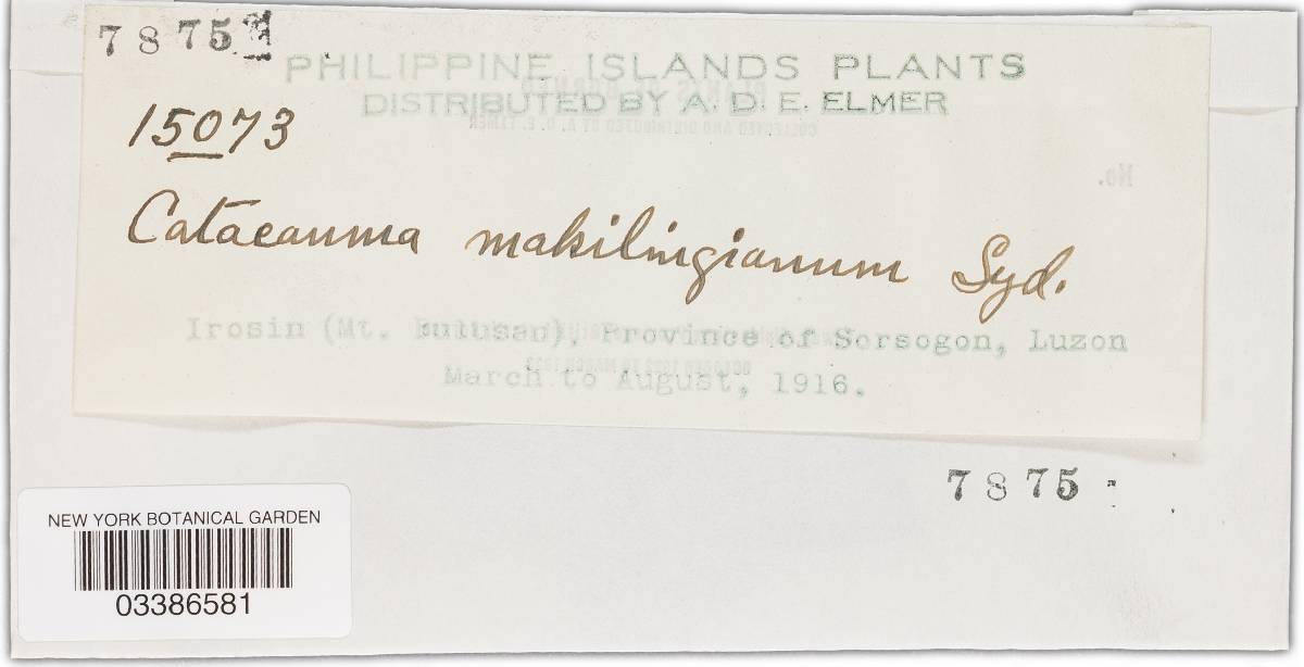Catacauma makilingianum image
