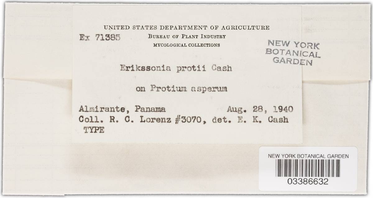 Erikssonia protii image