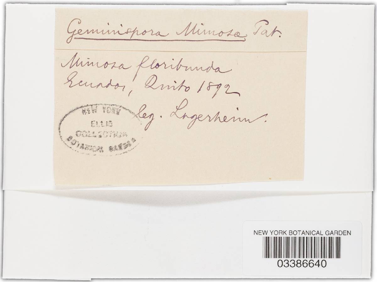 Geminispora mimosae image