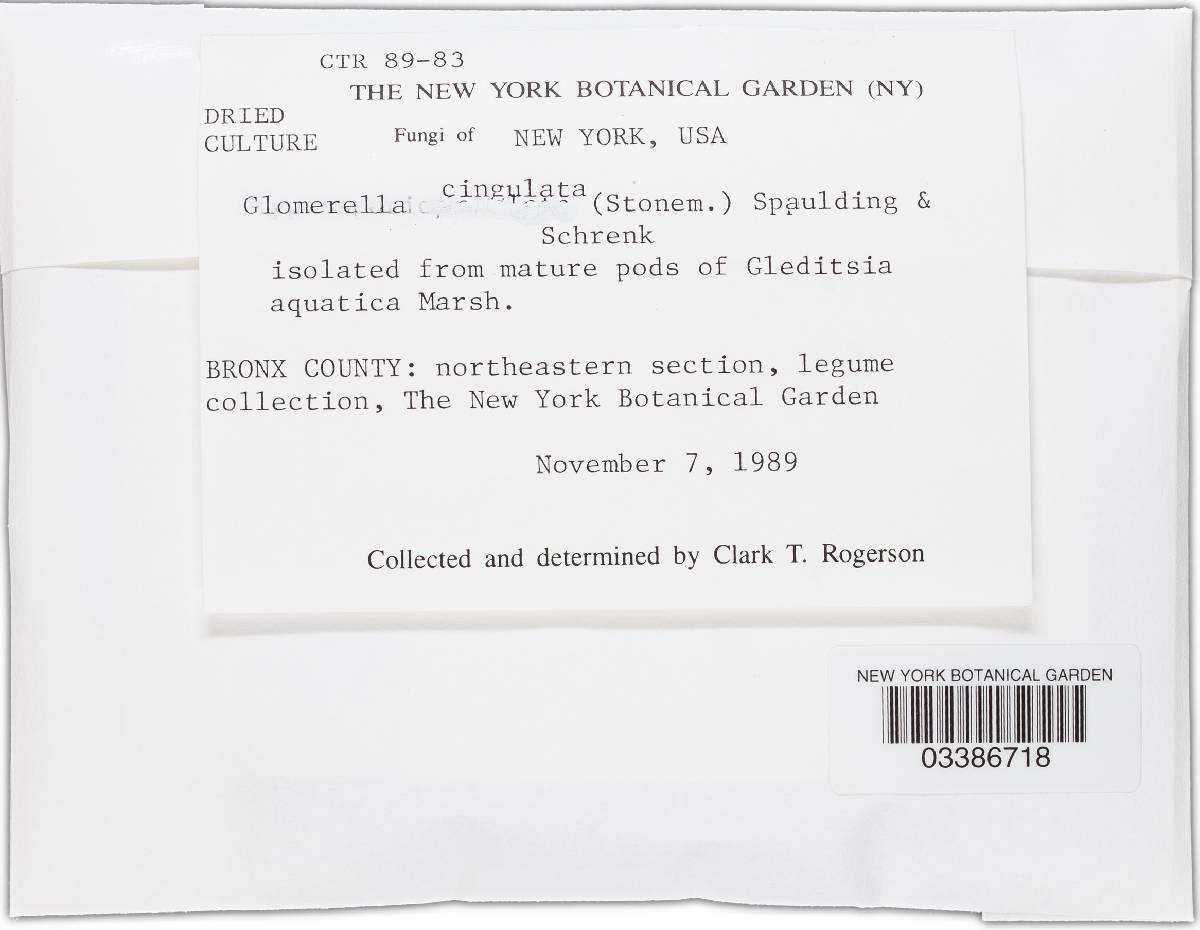 Glomerella cingulata image