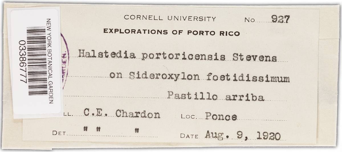 Phyllachora halstediana image