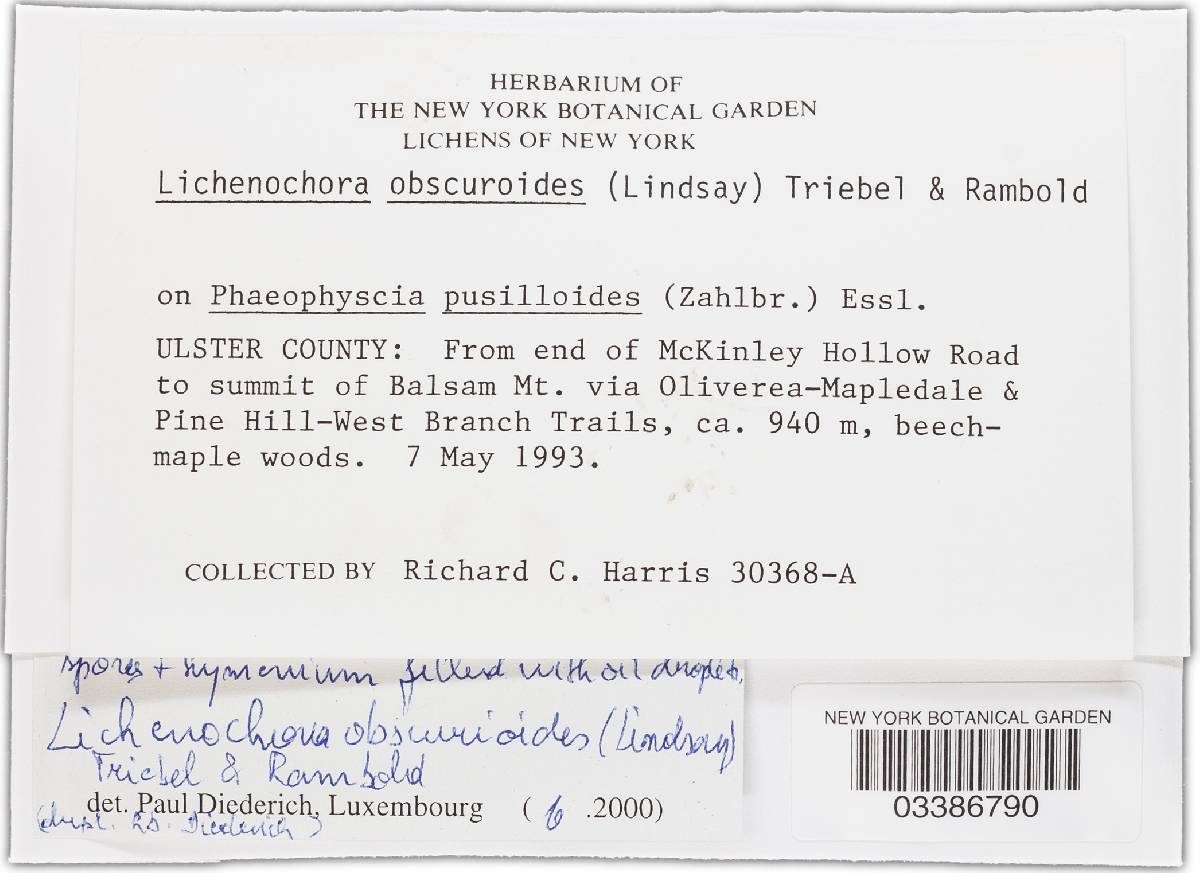 Lichenochora obscuroides image