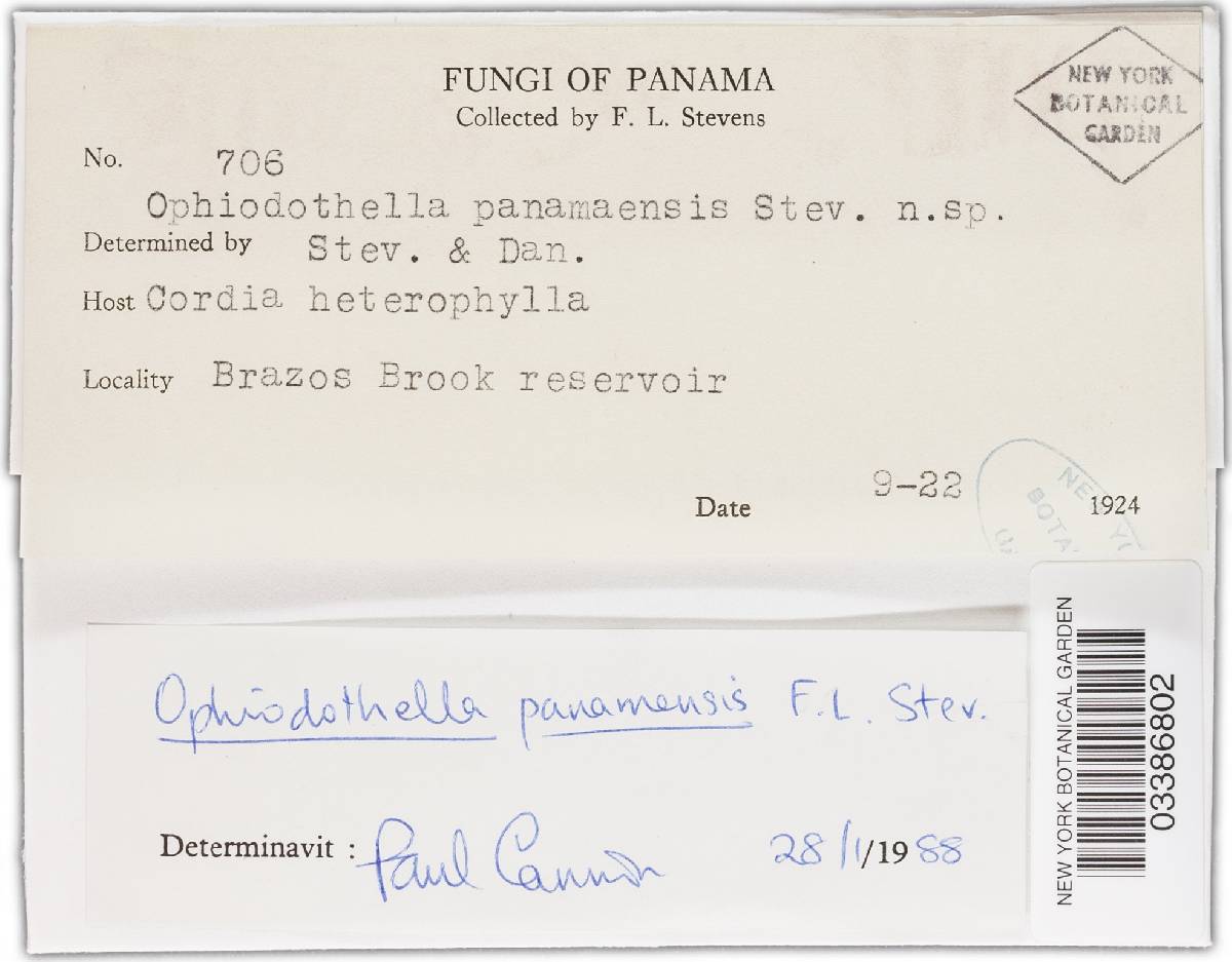 Ophiodothella panamensis image