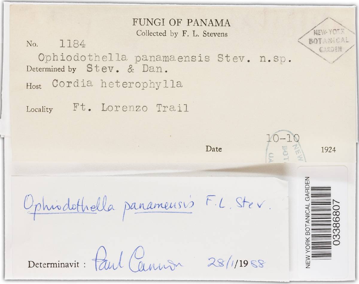 Ophiodothella panamensis image