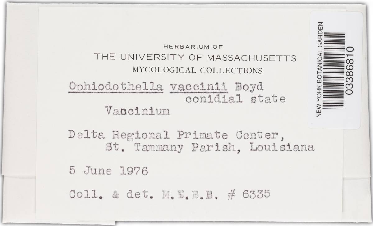 Ophiodothella vaccinii image