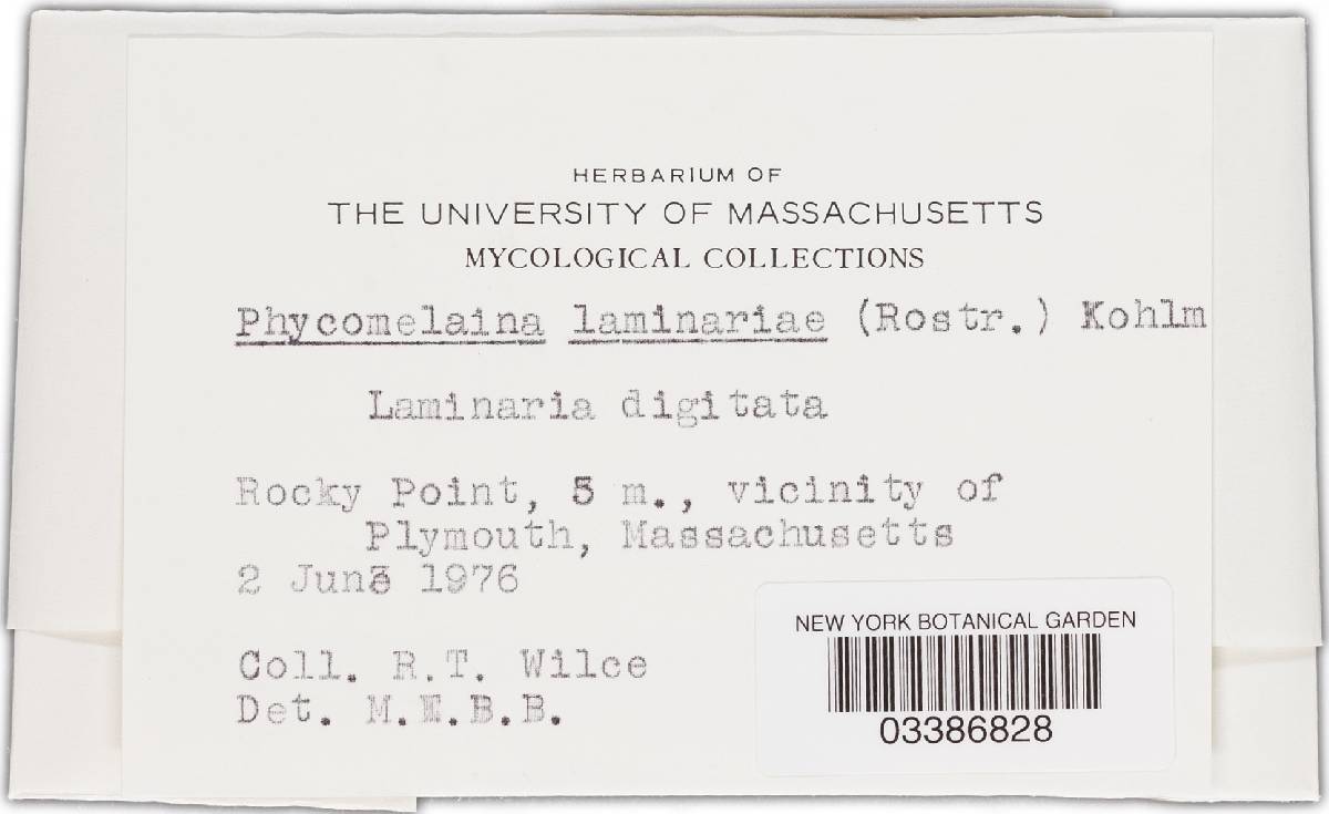 Phycomelaina laminariae image