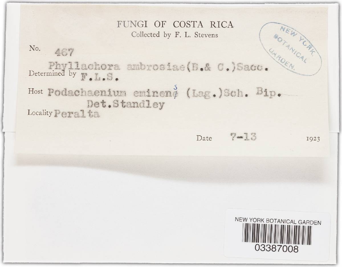 Phyllachora ambrosiae image