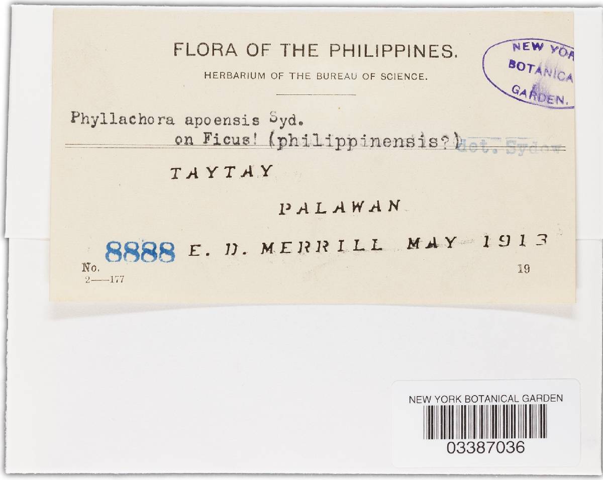 Phyllachora apoensis image