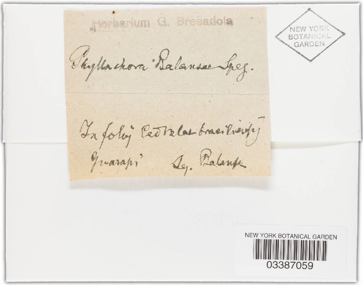 Phyllachora balansae image