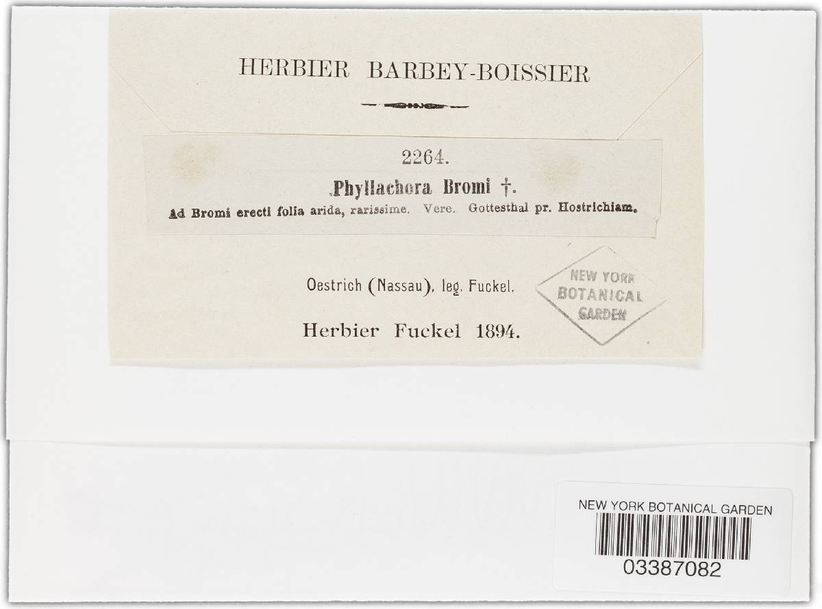 Phyllachora bromi image