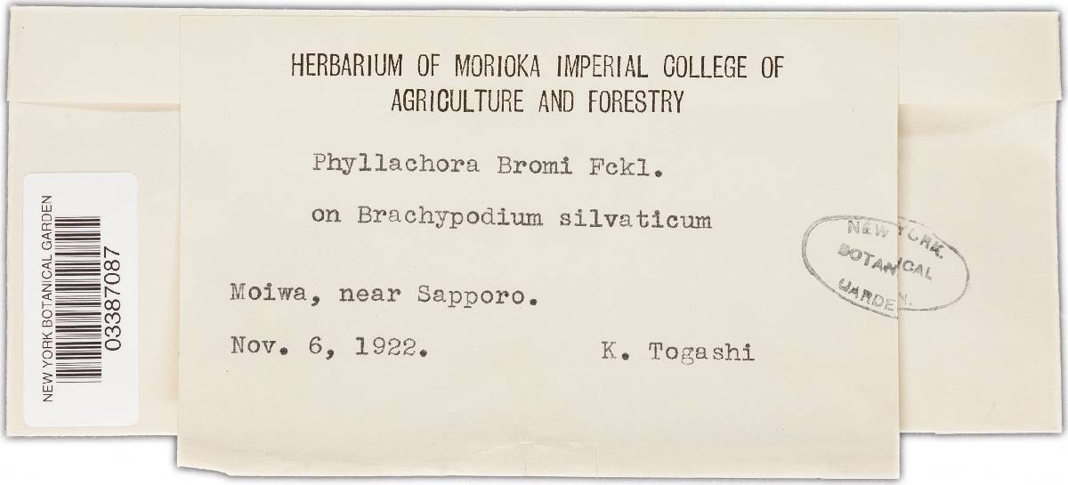Phyllachora bromi image
