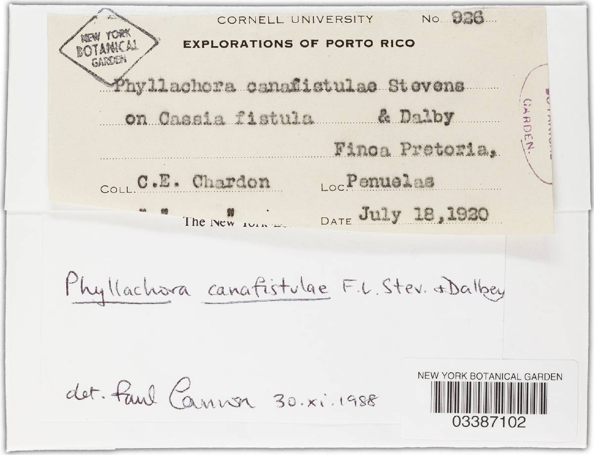 Phyllachora canafistulae image