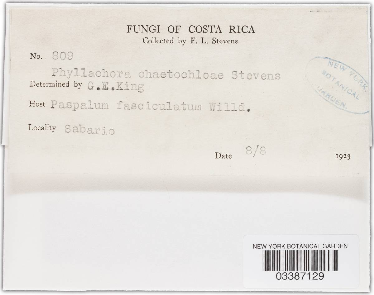 Phyllachora minutissima image