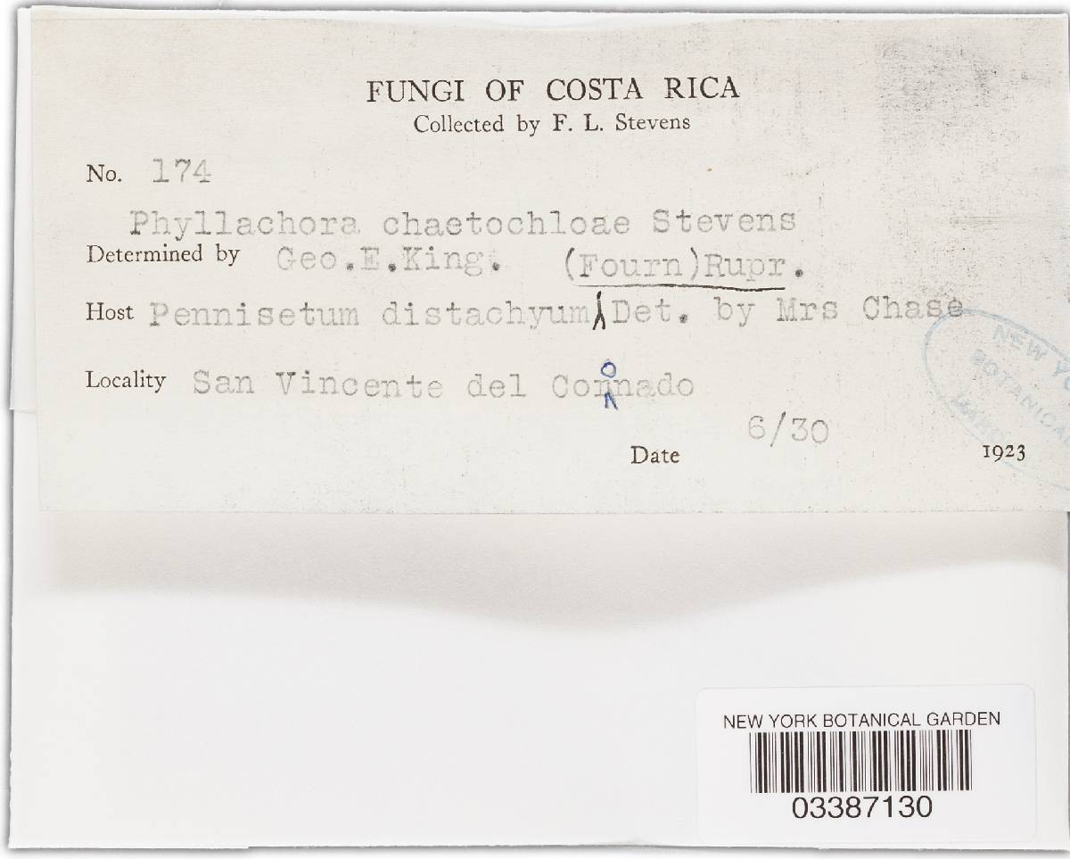 Phyllachora minutissima image