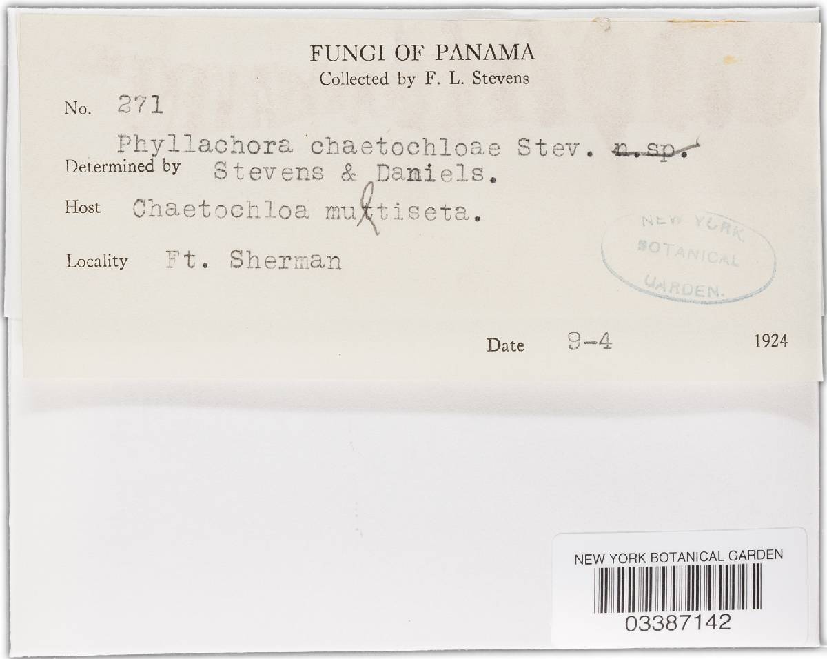 Phyllachora minutissima image