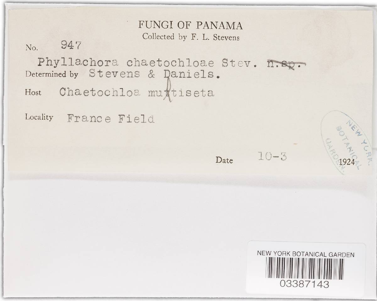 Phyllachora minutissima image