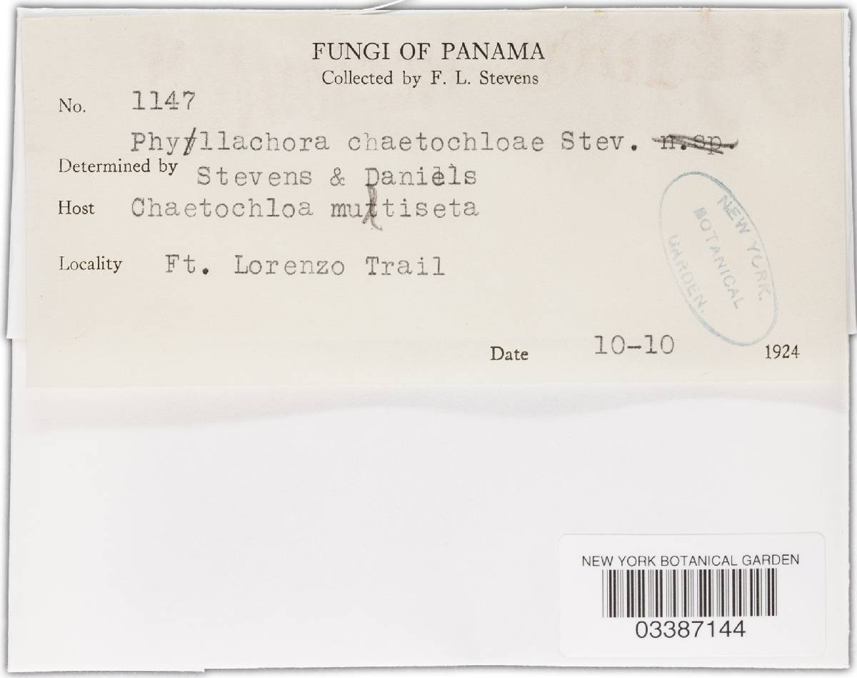 Phyllachora minutissima image