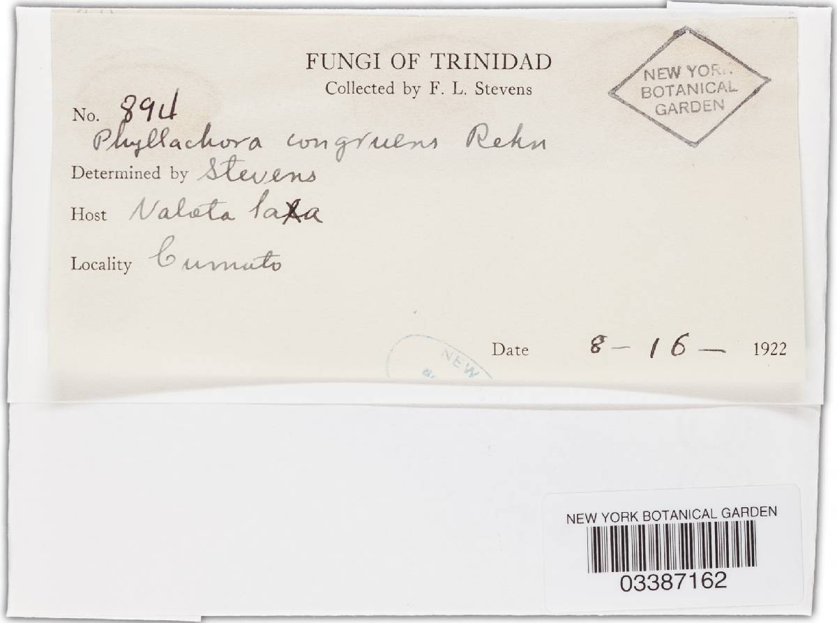 Phyllachora setariicola image