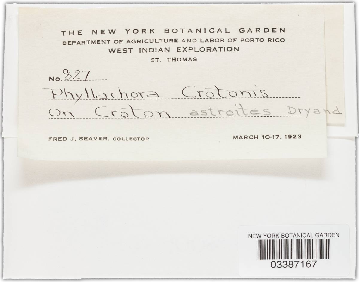 Phyllachora crotonis image
