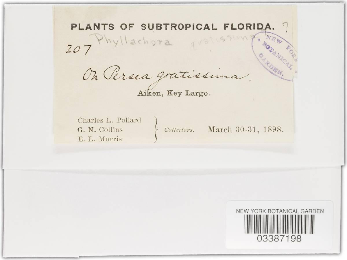 Phyllachora demersa image