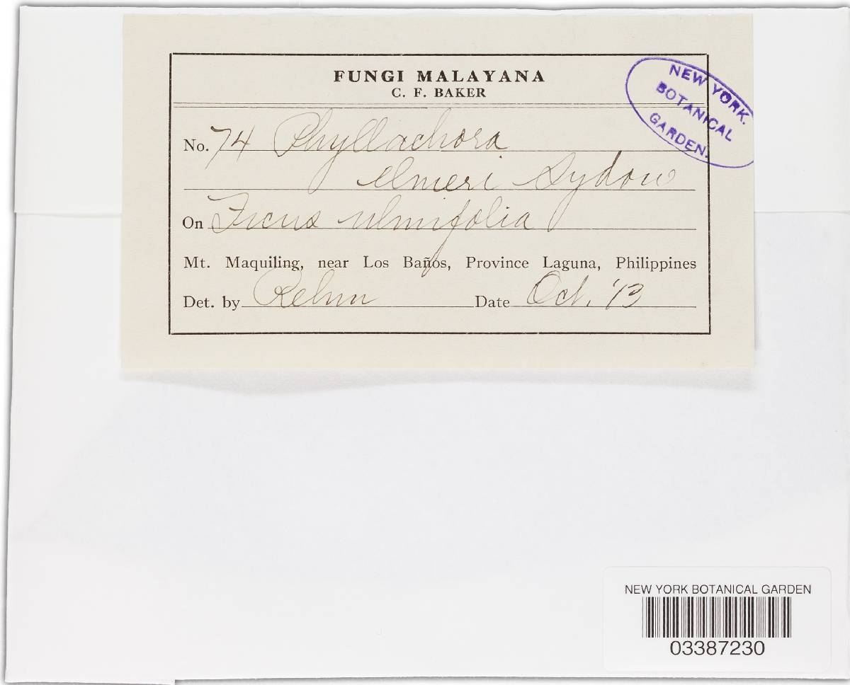 Phyllachora elmeri image