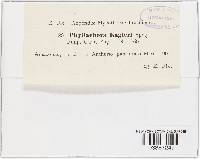 Phyllachora phylloplaca image