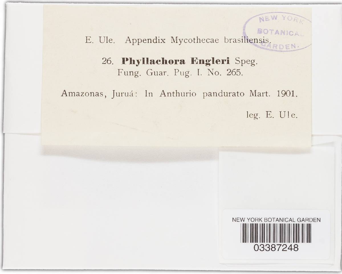 Phyllachora phylloplaca image